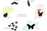 A circular diagram of a butterfly lifecycle with text adjacent to each stage informing analogous stages of user, civic, and corporate lifecycles.