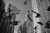 birds flying low in the city
