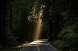 The Shadows in the Woods