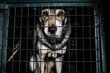 Frightened, caged dog