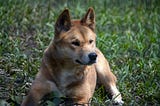 A kelpie dog, half dingo half collie