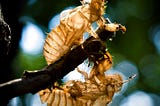 close up of two mummified bees clining to a tree branch.