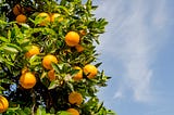 Citrus：any of a group of plants that produce acidic fruits with a lot of juice