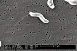Phage Therapy: Nature’s Answer to Superbugs