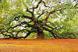 TREES, but in Data Structure