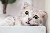 Panic Caused by Household Treat Shortage