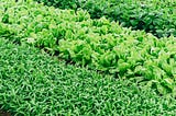 Lettuce farm