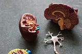 A plastic model of the human brain, split to show mid-sagittal view of the brain