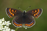 The Butterfly Effect: How Caterpillars Handle Climate Change Stresses