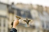 Two sparrows landing on someones hand