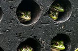 Frog ‘Saunas’ Help Endangered Frogs Survive A Deadly Fungal Pandemic