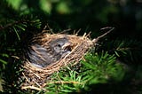 What’s in the nest?