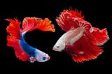The Siamese Fighting Fish or Betta Fish