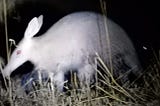 An aardvark foraging at night. Just as the animal kingdom has a diversity of types of animals fulfilling different ecological niches, so also does humanity have a diversity of types of people who can work together for the good of all.