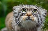 Picture of a puzzled pussy.