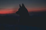 A silhouette of a wolf at sunset.