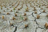 Plants struggling to grow in dry, cracked soil.
