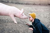 A human making friends with a pig