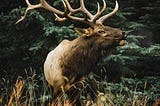 Elk Hunting — November 2022