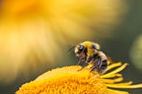 A bee feeding from what appears to be a sunflower