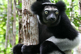 Indri Lemurs: The Singing Primates of Madagascar that Can Keep Rhythm