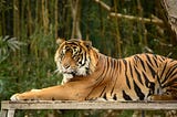 Why Feed The Tiger?