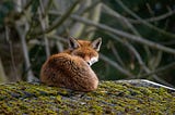 The Fox and the Cut Tail