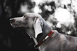 Great Dane price: Grooming, Training and All Caring tips with facts