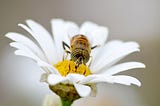 Pollination Fueld by Ideas
