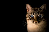 You May Once Have Been a Cat