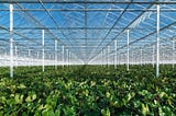 The world’s #2 exporter of food, Netherlands agriculture TECH
