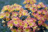 17 Hardy Chrysanthemums Flowers for Your Home Garden