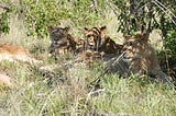 Roaring Hangover…