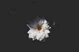 A Millennial's Perspective on Eastern and Western Culture, thoughts on death and how to live a…
