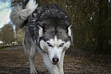 A wolf in sheep’s clothing.