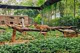 Turning Live Streaming into the New Zoo Experience and the Ultimate Animal Rights Platform — a UX…