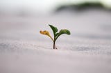 Planting a Seed is All About Hope