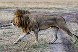 Lion Pounced on a Pastor