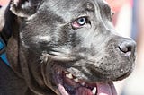 BEWARE: There’s A Pitbull in the Oval