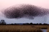 What is Swarm Intelligence and How it works?