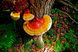 Distinguishing Ancestral Reishi Mushroom Anticancer Alternative