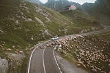 A long winding road with sheep blocking the way.