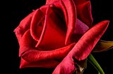 Love in the Time of Chaos