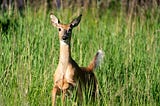 White-Tailed Deer: Graceful Guardians of the Forest