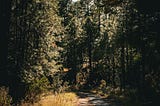 shaded forest trail
