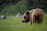 The World’s 8 Bear Species