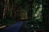 Narrow road winding through a dense forest