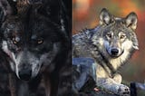 Feeding the Good Wolf: Cultivating Positive Energy and Thoughts for Mental and Physical Well-being