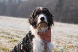 The Hidden World of Canine Emotions: Do Dogs Feel Guilt, Jealousy, or Love?
