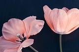 Two pale pink poppies on a black background. The one on the left is fully open. the one one the right half-closed.